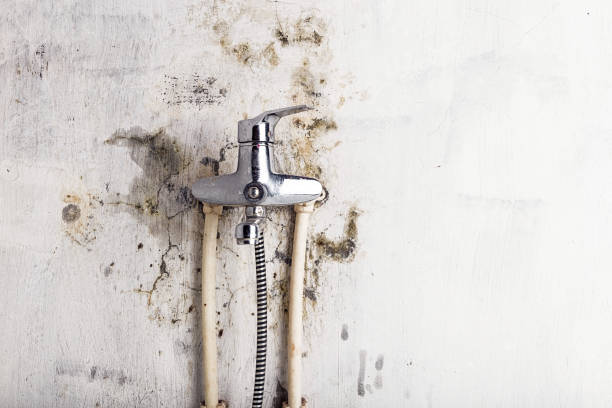 Best Post-Flood Mold Remediation in East Whittier, CA