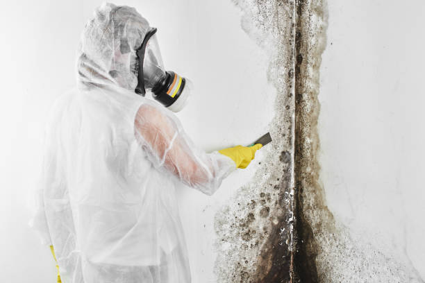 Best Attic Mold Remediation in East Whittier, CA