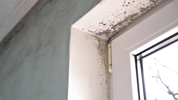 Best Mold Remediation for Schools in East Whittier, CA