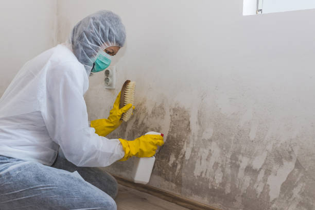 Best Mold Testing and Inspection Services in East Whittier, CA