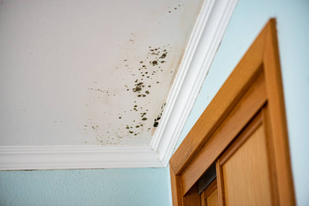 Best Kitchen Mold Remediation in East Whittier, CA