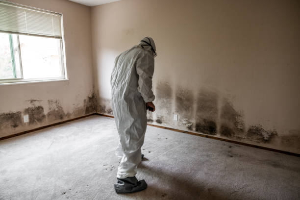  East Whittier, CA Mold Removal Pros