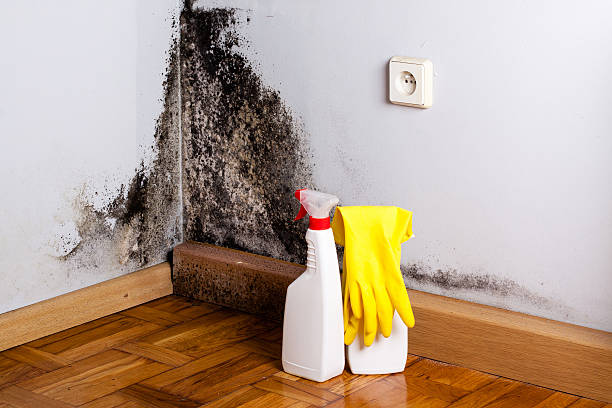 Professional Mold Remediation in East Whittier, CA